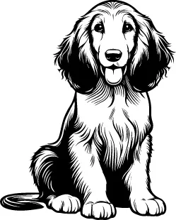 Afghan Hound illustration