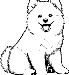 American Eskimo Dog illustration