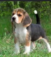 American Foxhound illustration