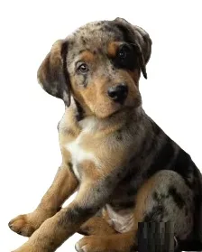 American Leopard Hound illustration