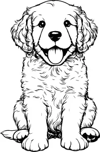 American Water Spaniel illustration
