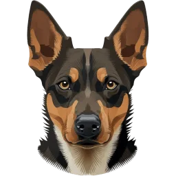 Australian Kelpie illustration