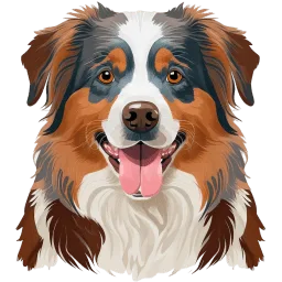 Australian Shepherd illustration