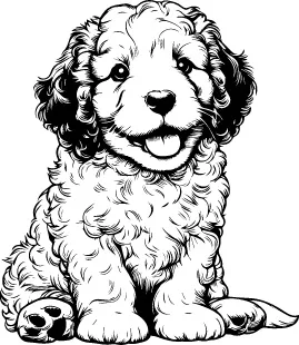 Barbet illustration