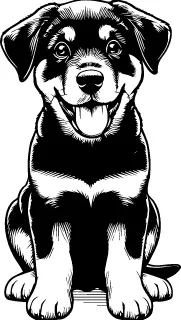Beauceron illustration