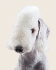 Bedlington Terrier illustration