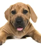 Boerboel illustration