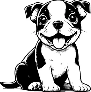 Boston Terrier illustration