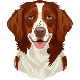 Brittany illustration
