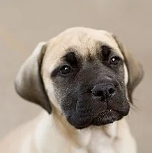 Bullmastiff illustration