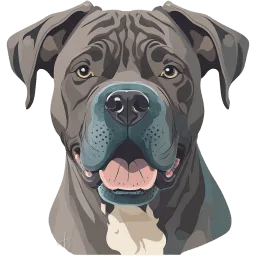 Cane Corso illustration
