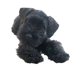 Cesky Terrier illustration