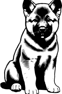 Chinook illustration