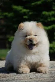 Chow Chow illustration