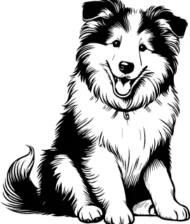 Collie illustration
