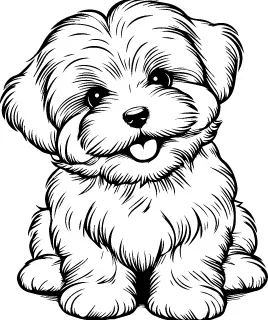 Coton de Tulear illustration