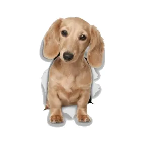 Puppy looking up, ready to grow