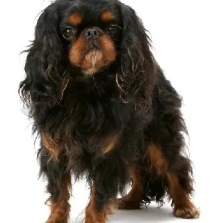 English Toy Spaniel illustration