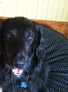 Flat-Coated Retriever illustration