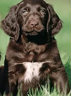 German Longhaired Pointer illustration