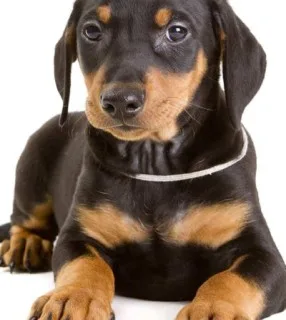 German Pinscher illustration