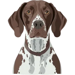 German Shorthaired Pointer illustration