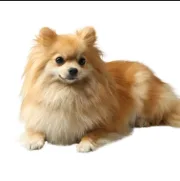 German Spitz illustration