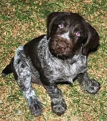 German Wirehaired Pointer illustration