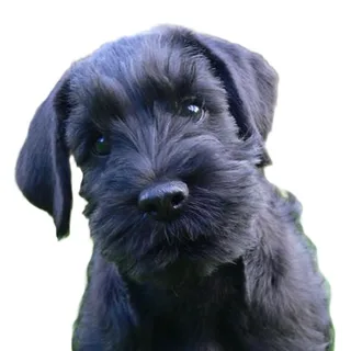 Glen of Imaal Terrier illustration