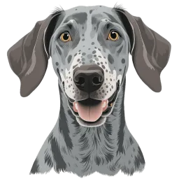 Greyhound illustration