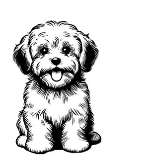 Havanese illustration