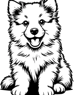 Icelandic Sheepdog illustration