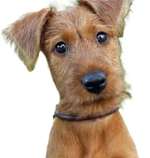 Irish Terrier illustration