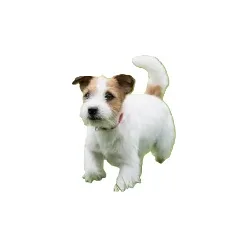 Jack Russell Terrier illustration