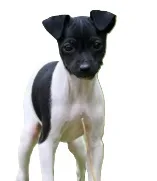 Japanese Terrier illustration
