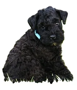 Kerry Blue Terrier illustration