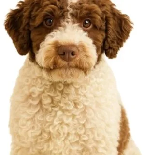 Lagotto Romagnolo illustration