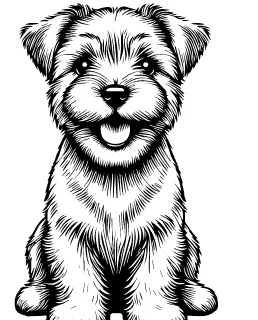 Norfolk Terrier illustration
