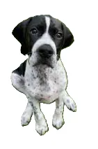 Pointer illustration