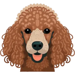 Poodle (Toy) illustration