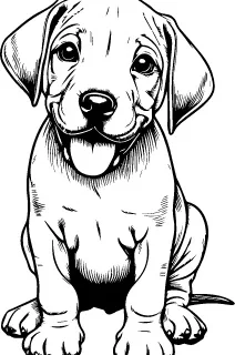 Rhodesian Ridgeback illustration