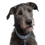 Scottish Deerhound illustration