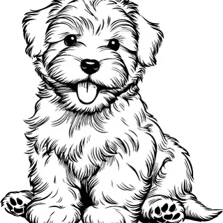 Sealyham Terrier illustration