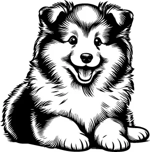 Shetland Shepdog illustration