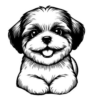 Shih Tzu illustration
