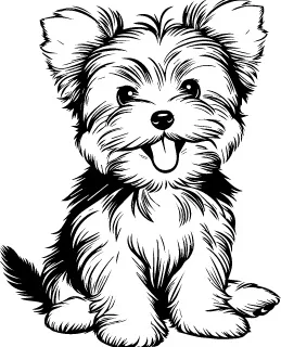 Silky Terrier illustration