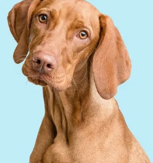 Wirehaired Vizsla illustration