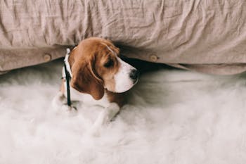 beagle (2)