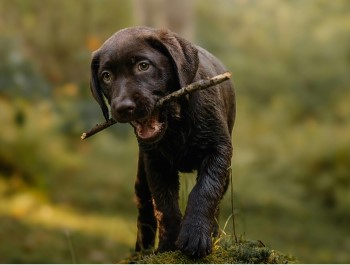 labrador retreiver