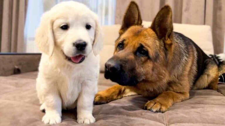 German Shepherd Vs. Golden Retriever